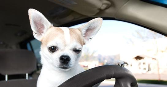 5 Ways to Reduce Dog's Ride Anxiety