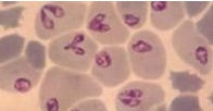 About Babesia canis