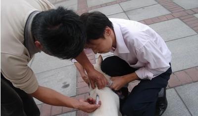 About dog vaccination and deworming