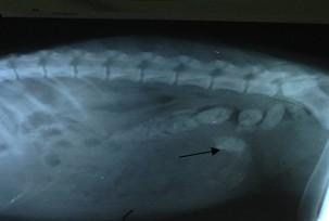 Analysis of a case of death caused by intestinal foreign bodies in dogs