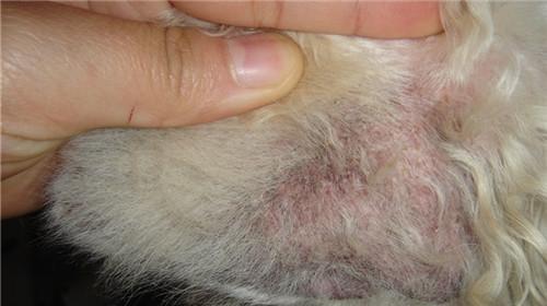 Analysis of a case of severe scabies mite infection in Samoyed