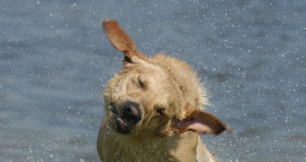 Analysis of Dog Shampoo Selection