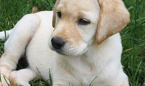 Analysis of similarities and differences between Golden Retriever and Labrador