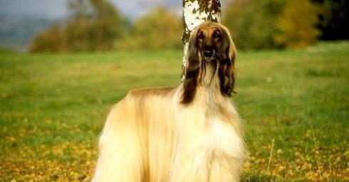 Are Afghan hounds easy to keep? How to raise it?