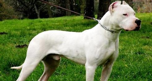 Are Argentine dogs easy to keep? Argentine Du Gao dog breeding