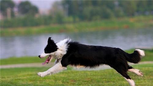 Are border collies easy to raise?