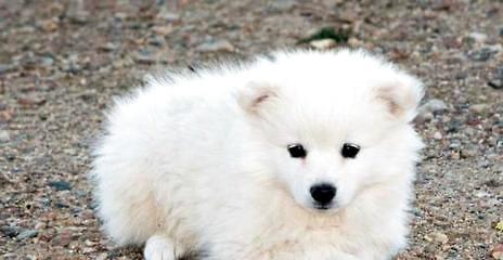 Are Eskimo dogs easy to keep? Eskimo dog breeding
