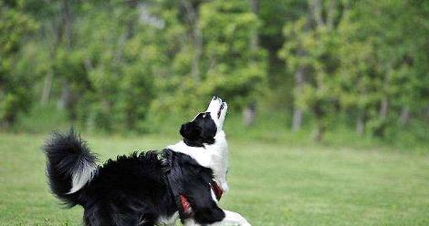 At what age can border collies stop giving birth?