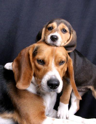 Basic Knowledge of Beagle Dog: Personality Analysis and Domestication