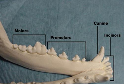 Basic knowledge of dog dentistry