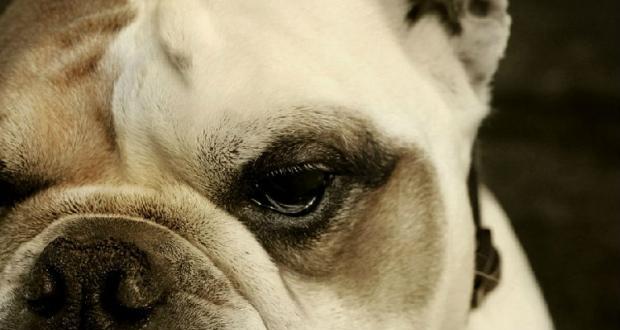 Basic rules for training bulldogs