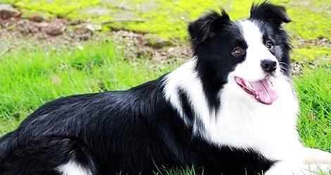 Border collies bark all the time at night?