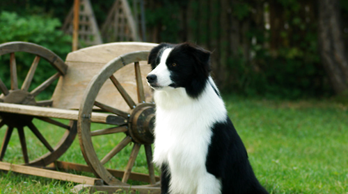 Can border collies feed painkillers?
