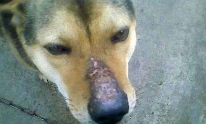 Can Tibetan mastiff skin disease be cured? Come and have a look.