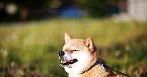 Can you tell if a dog is healthy according to the color of Shiba Inu's tongue?