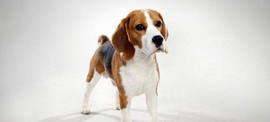Causes and treatment of beagle dog vomiting