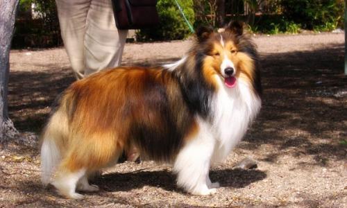 Characteristics of Collie Shepherd Dog