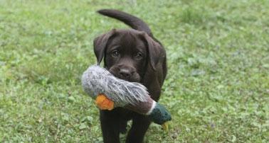 Choose some puppy programs suitable for training.