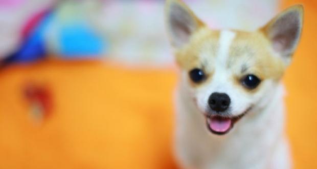 Common diseases of Chihuahuas