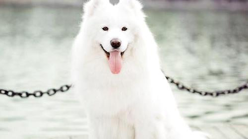 Common diseases of white-coated dogs