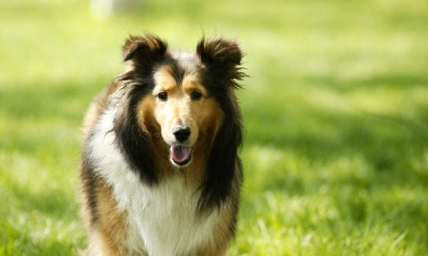 Common symptoms of gastrointestinal diseases in dogs