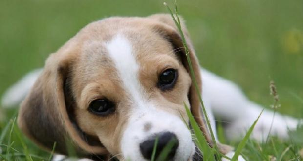 Correct calcium supplementation for beagle dogs