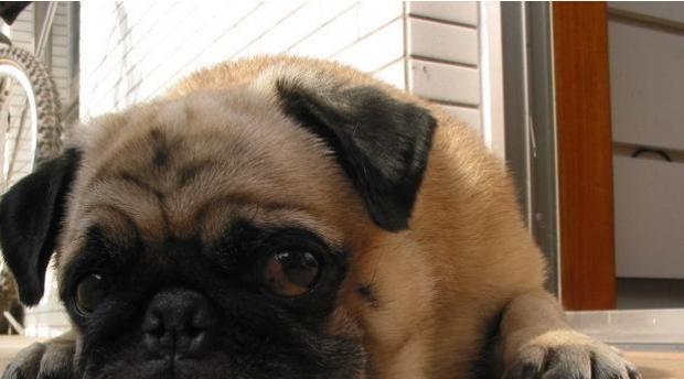 Correct the anorexia of pugs.