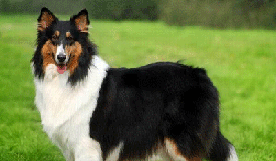 Correct the habit of Scottish shepherd dogs biting things indiscriminately.