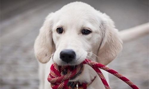 Correct use of dog chains can play a training role.