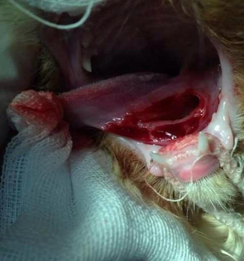 Diagnosis and treatment of a cat sublingual gland cyst