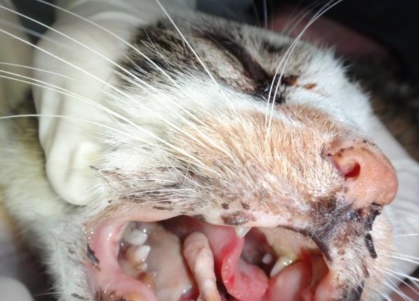 Diagnosis and treatment of oral ulcer in cats