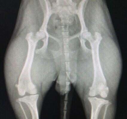 Diagnosis and Treatment of Patella Dislocation in Dogs