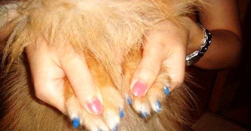 Does the dog's broken nail hurt? Why do you want to break your nails?
