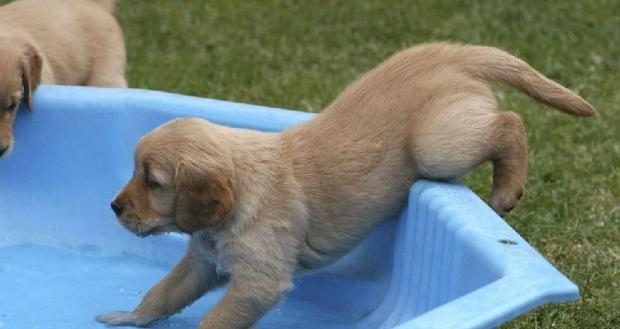 Dog grooming starts with puppies.