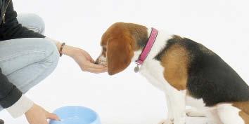 Dog picky eaters are common faults of owners.