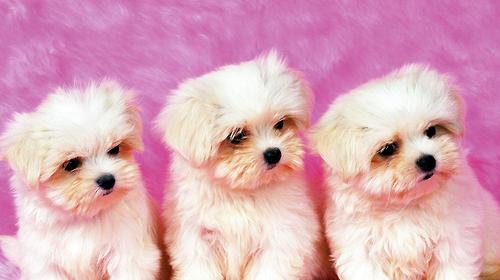 Dog sensory organ examination