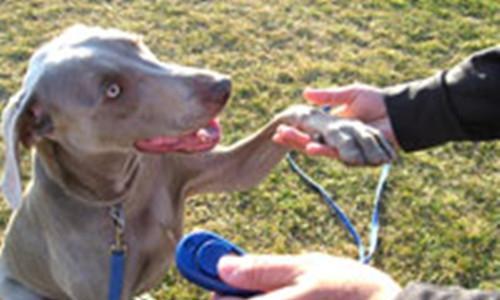 Dog sounder training method