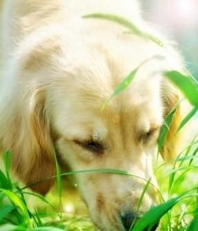 Dogs don't have to panic when eating grass