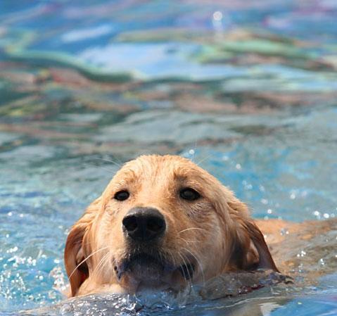 Elements of Dog Swimming Master Cultivation