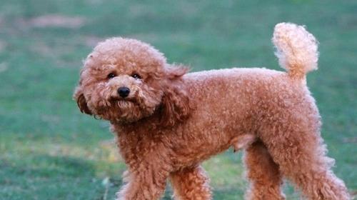 Factors affecting the life span of Teddy dogs