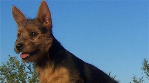 Feeding points of Australian terrier