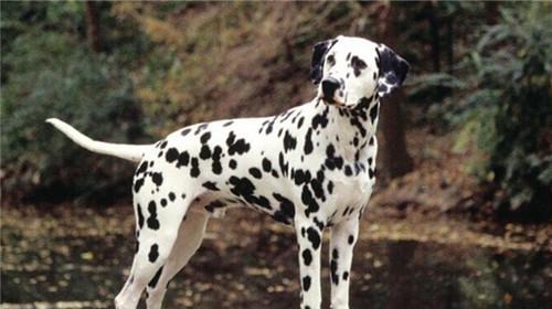 Feeding points of barley town dogs