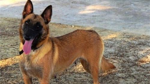 Feeding points of Belgian Maryknoll dogs