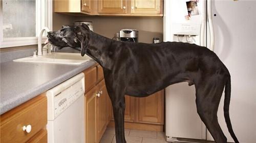 Feeding points of Dane dogs