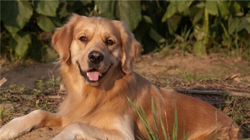 Feeding points of golden dog