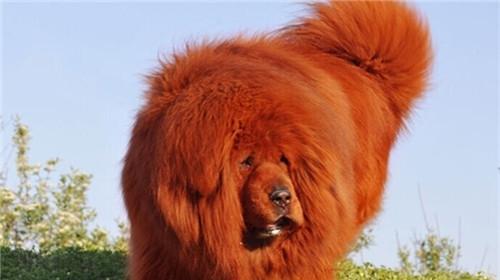 Feeding points of Tibetan mastiff