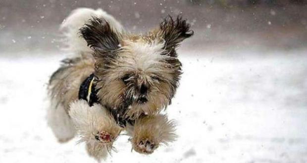 Five Principles of Dog Healthy Diet Management in Winter