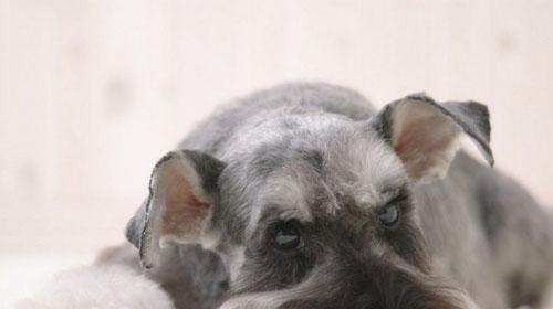 Four things to pay attention to in Schnauzer adoption