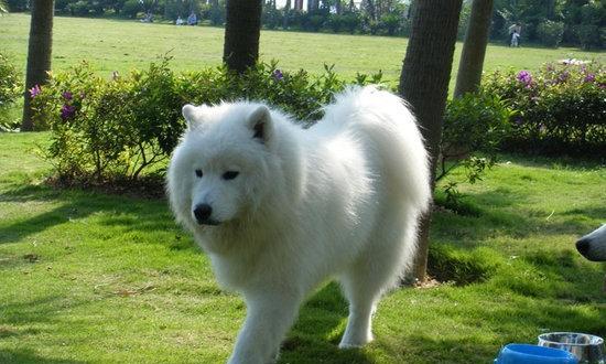 Four Ways to Help Train Samoyed Dogs