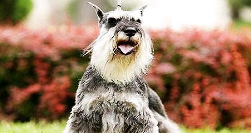 How about a small schnauzer? Introduction of small schnauzer